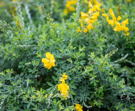 Cytisus x praecox luudpõõsas (3)