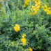 Cytisus x praecox luudpõõsas (3)