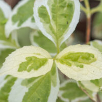 Philadelphus coronarius `Variegatus` ebajsmiin