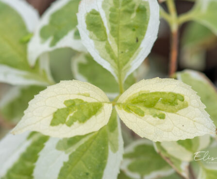 Philadelphus coronarius `Variegatus` ebajsmiin