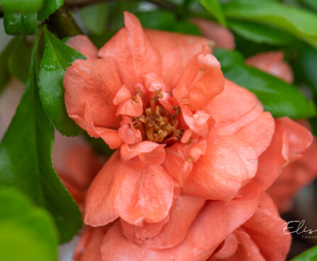 Chaenomeles superba `Cameo` ebaküdoonia (2)