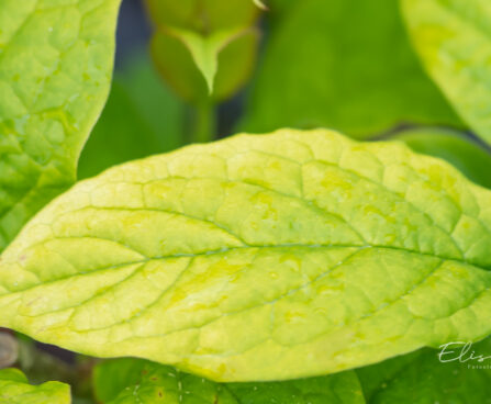 Syringa villosa `Aurea` karvane sirel (2)