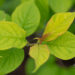Syringa villosa `Aurea` karvane sirel (3)