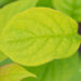 Syringa villosa `Aurea` karvane sirel (4)