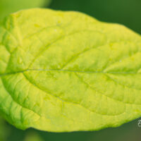 Syringa villosa `Aurea` karvane sirel (5)