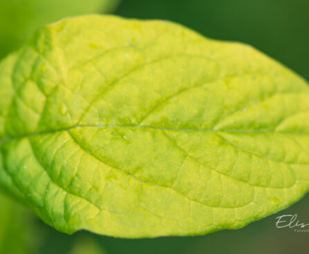 Syringa villosa `Aurea` karvane sirel (5)