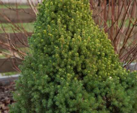 566_6694_Picea_glauca_Rainbows_End.JPG