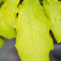 Quercus rubra `Aurea` punane tamm (2)