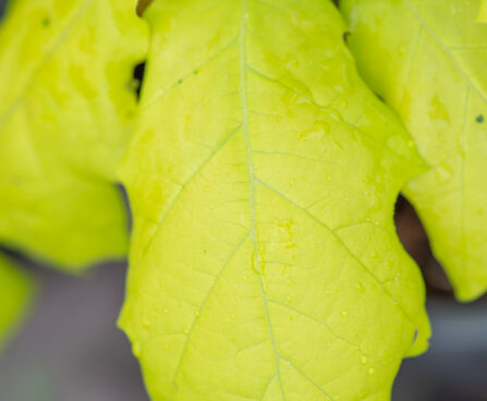 Quercus rubra `Aurea` punane tamm (2)