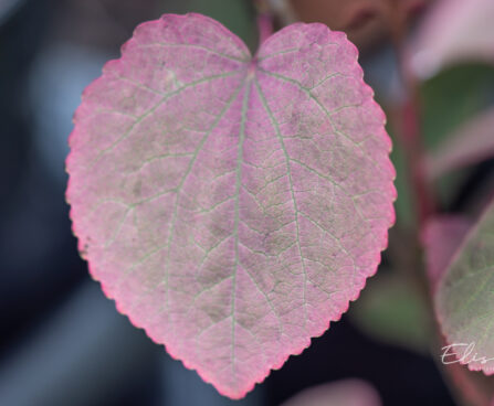 Cercidiphyllum japonicum `Rotfuchs` juudapuulehik (1)