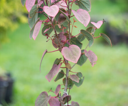 Cercidiphyllum japonicum `Rotfuchs` juudapuulehik (2)