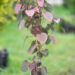 Cercidiphyllum japonicum `Rotfuchs` juudapuulehik (2)