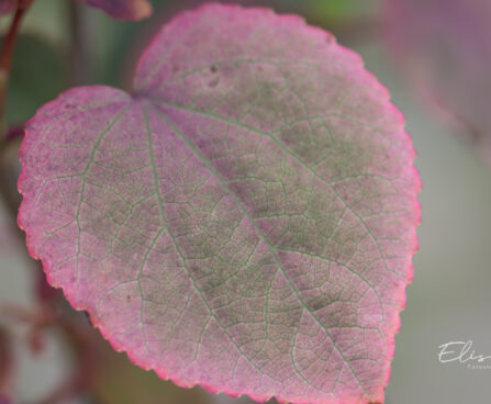 Cercidiphyllum japonicum `Rotfuchs` juudapuulehik (3)