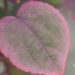 Cercidiphyllum japonicum `Rotfuchs` juudapuulehik (3)