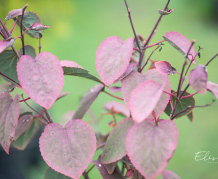 Cercidiphyllum japonicum `Rotfuchs` juudapuulehik (4)