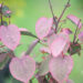Cercidiphyllum japonicum `Rotfuchs` juudapuulehik (4)