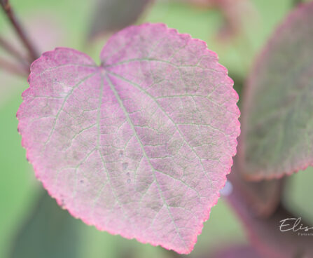 Cercidiphyllum japonicum `Rotfuchs` juudapuulehik (5)