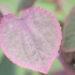 Cercidiphyllum japonicum `Rotfuchs` juudapuulehik (5)