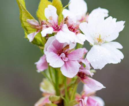 Prunus serrulata `Amanogawa` peensaagjas kirsipuu (2)