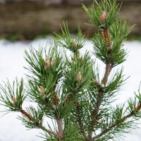 570_6953_Pinus_mugo_Gnom_.JPG