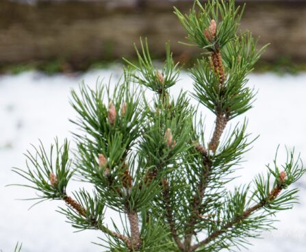 570_6953_Pinus_mugo_Gnom_.JPG