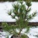 570_6954_Pinus_mugo_Gnom__2.JPG