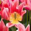 tulp tulip