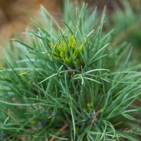 574_6490_Pinus_sylvestris_Globosa_Viridis__2.JPG