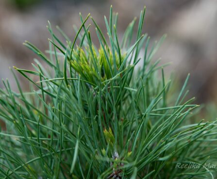 574_6491_Pinus_sylvestris_Globosa_Viridis_.JPG