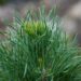 574_6491_Pinus_sylvestris_Globosa_Viridis_.JPG