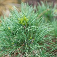 574_6492_Pinus_sylvestris_Globosa_Viridis__3.JPG