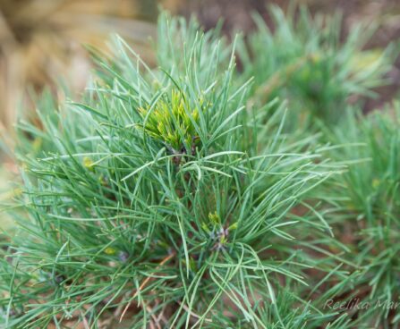 574_6492_Pinus_sylvestris_Globosa_Viridis__3.JPG