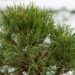 574_6843_Pinus_sylvestris_Globosa_Viridis_.JPG