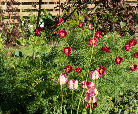 Paeonia tenuifolia ahtalehine pojeng (1)