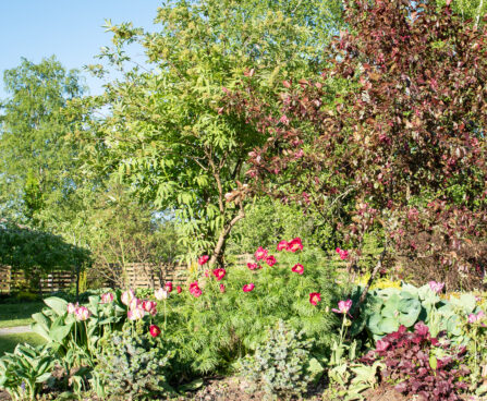 Paeonia tenuifolia ahtalehine pojeng (2)