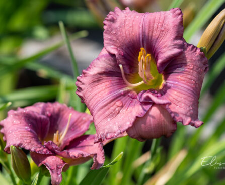 Hemerocallis `Lavender Blue Baby` päevaliilia (1)