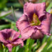 Hemerocallis `Lavender Blue Baby` päevaliilia (1)