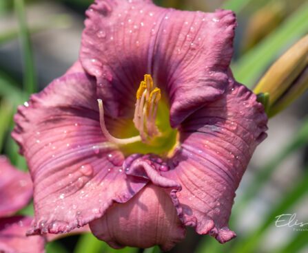 Hemerocallis `Lavender Blue Baby` päevaliilia (2)