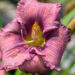 Hemerocallis `Lavender Blue Baby` päevaliilia (2)