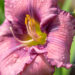 Hemerocallis `Lavender Blue Baby` päevaliilia (3)
