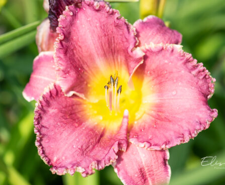 Hemerocallis `Bettylen` päevaliilia