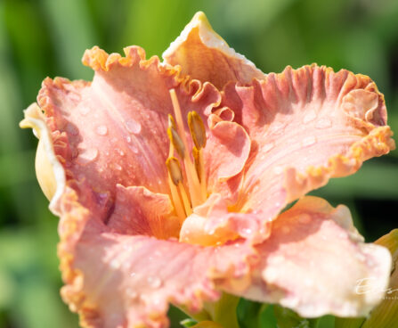 Hemerocallis `Diva`s Choice` päevaliilia