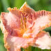 Hemerocallis `Diva`s Choice` päevaliilia