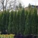 582_8086_Thuja_occidentalis_Smaragd.JPG