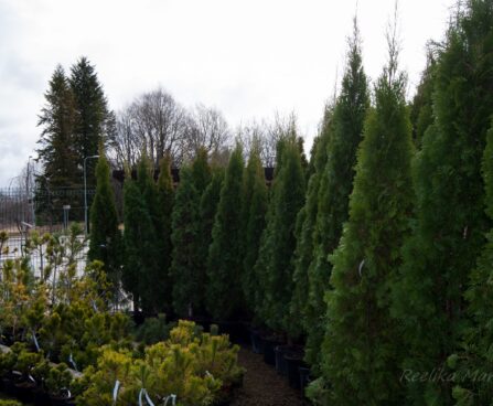 582_8087_Thuja_occidentalis_Smaragd_2.jpg