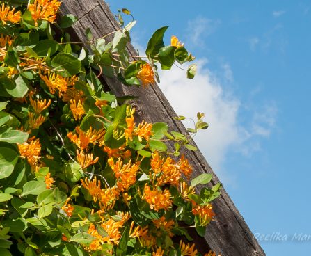 583_7780_Lonicera_tellmanniana_2.JPG