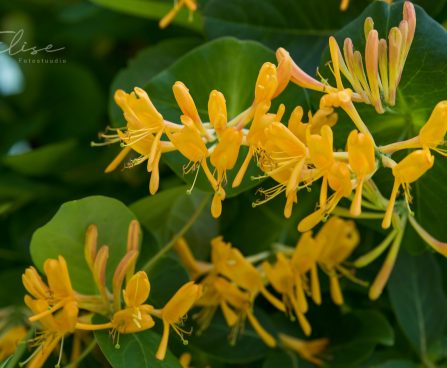 583_8751_Lonicera_tellmanniana_.JPG