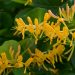 583_8751_Lonicera_tellmanniana_.JPG