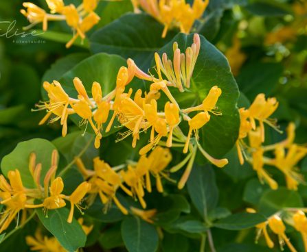 583_8752_Lonicera_tellmanniana__2.JPG