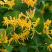 583_8752_Lonicera_tellmanniana__2.JPG